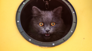 ¿Realmente entiendes a tu gato? Completa este test para ponerte a prueba